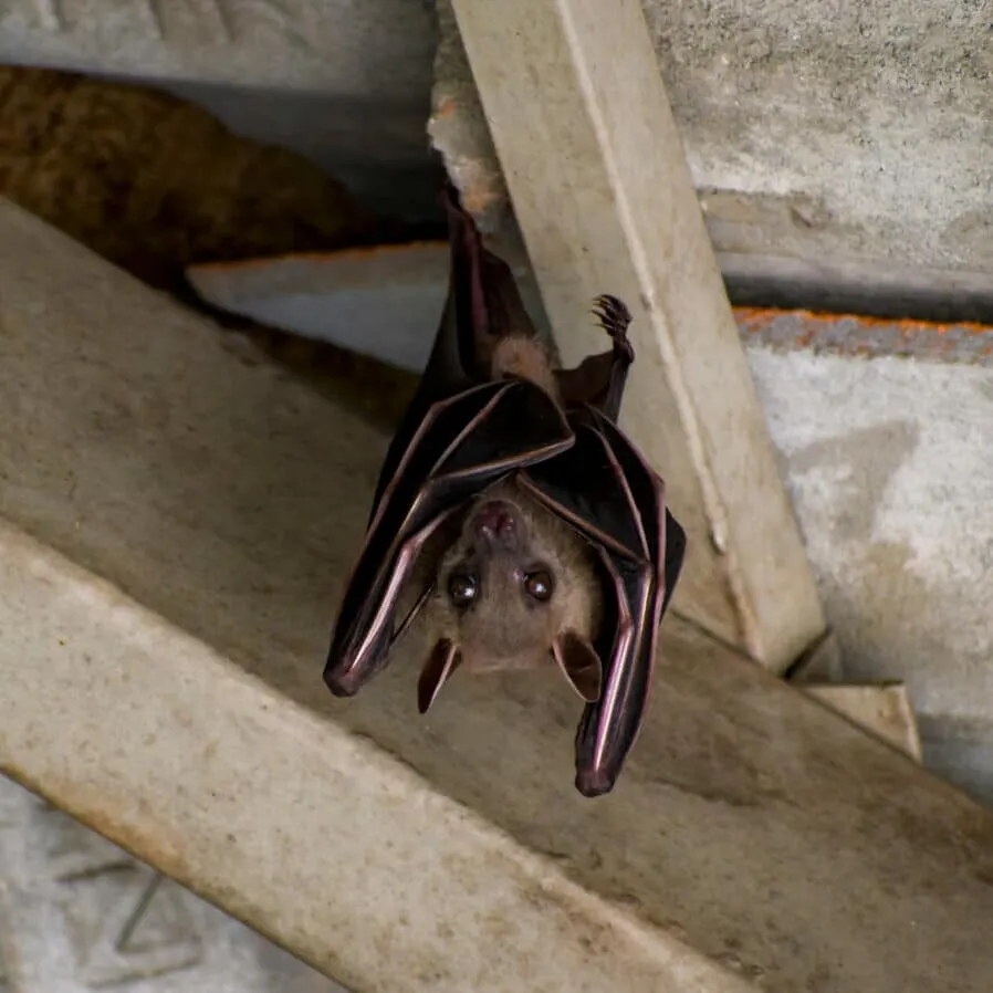 Insulation damaged by bird activity