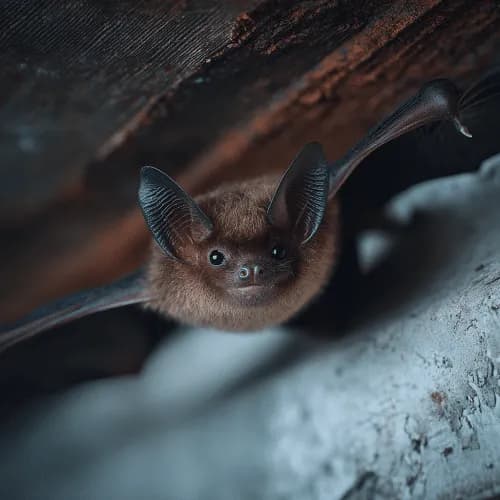 Bat colony requiring professional exclusion