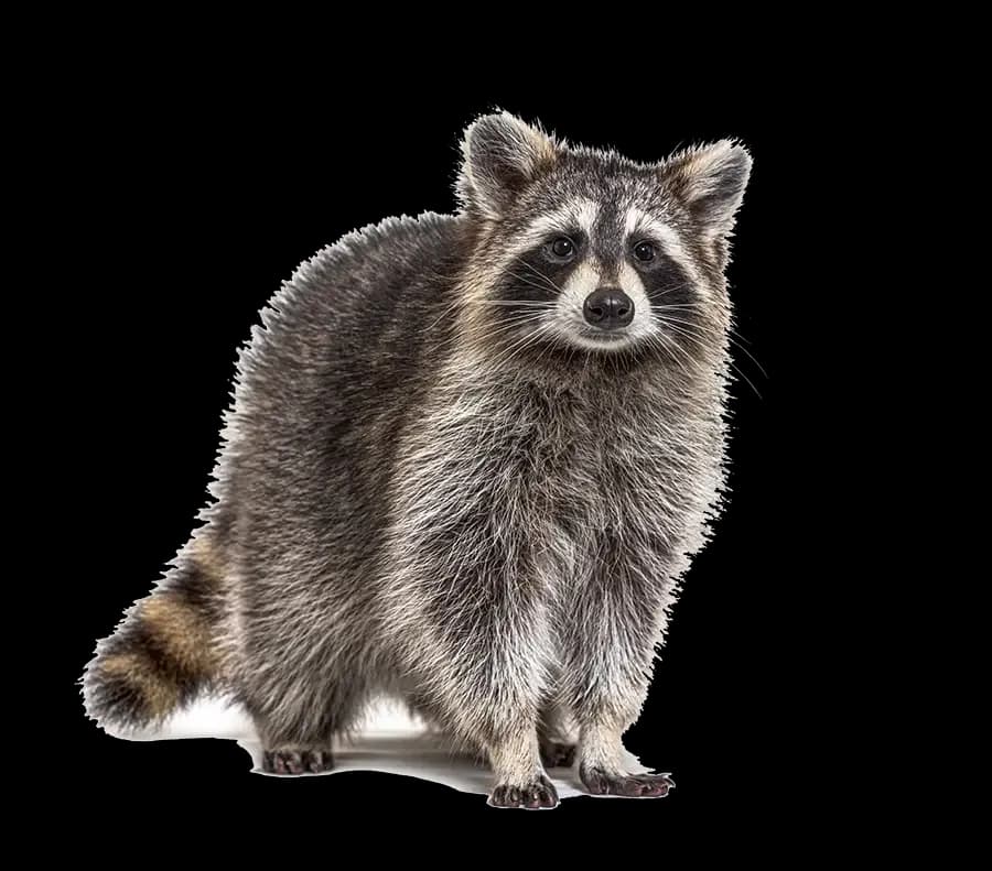 Raccoon on residential property