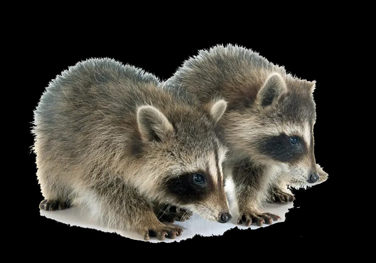 Raccoon in residential attic requiring professional removal