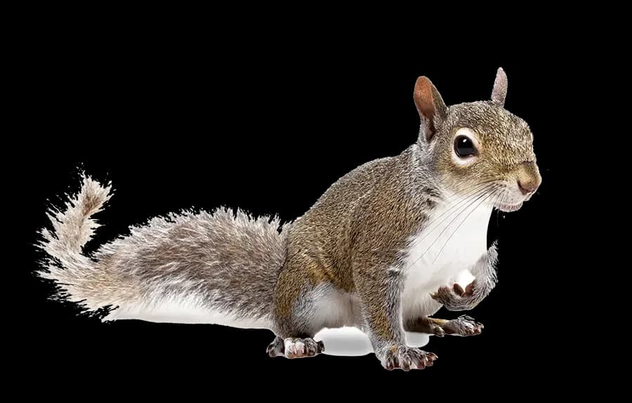 Squirrel on residential structure