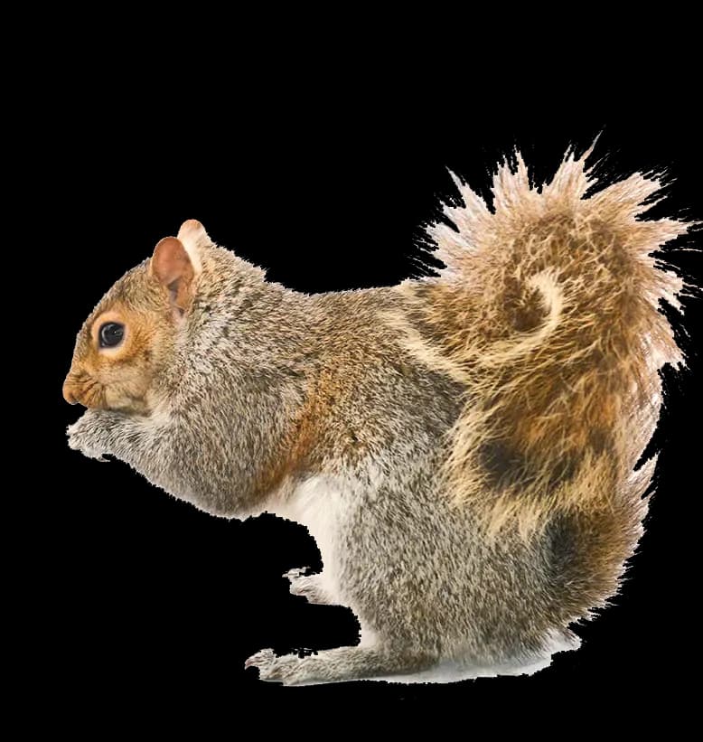 Squirrel near residential roof entry point